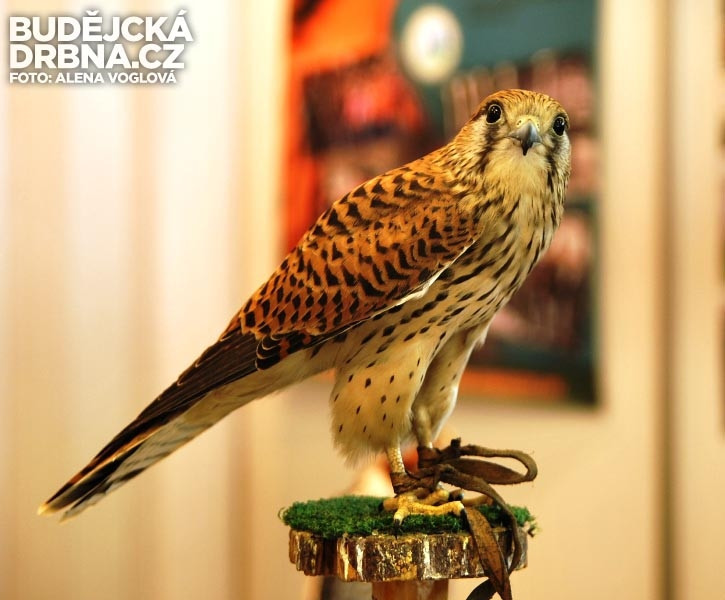 Poštolka Budějcké Drbně krásně zapózovala