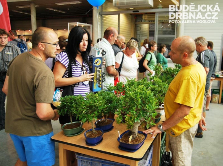 Prodejce bonsaií radil pěstitelům