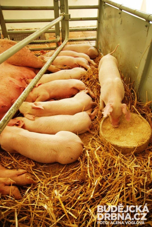Veliký zájem vzbudila malá selátka
