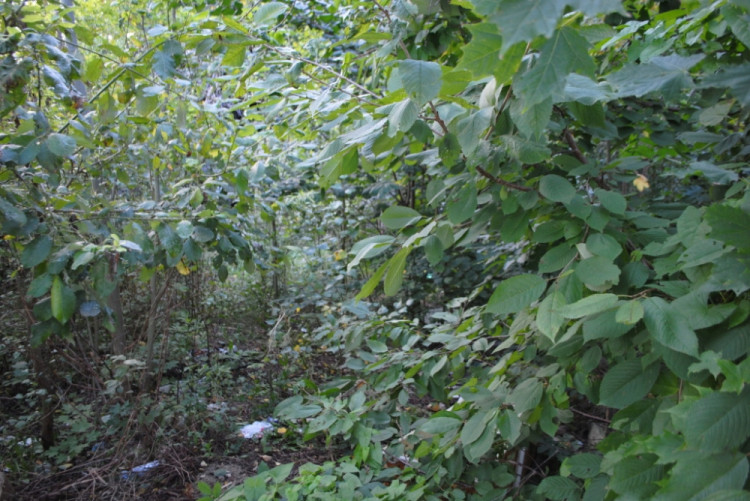 Kdysi slavná teráska je dnes prales