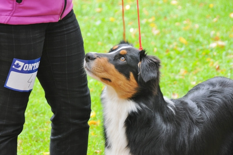 Podještědská výstava psů, 30. ročník