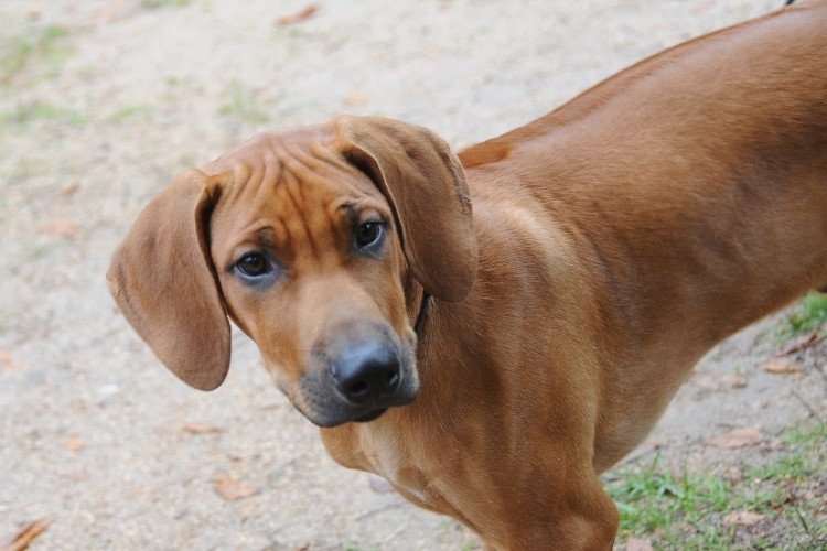 Podještědská výstava psů, 30. ročník