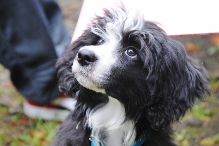 Podještědská výstava psů, 30. ročník