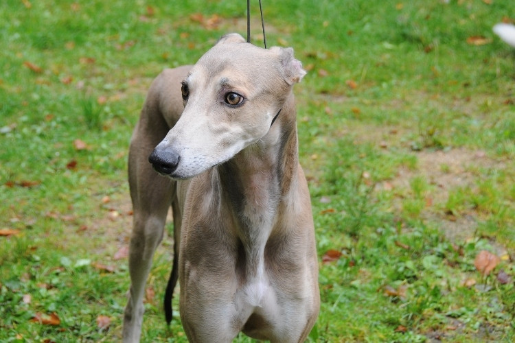 Vítěz! Greyhound liberecké chovatelky Kristýny Kloučkové