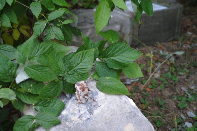 Vandalové porazili celkem čtyři zastavení