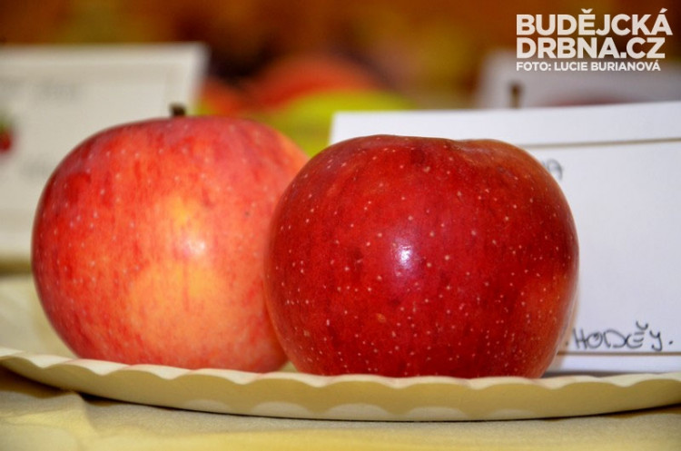 Regionální výstava ovoce v Budějcích