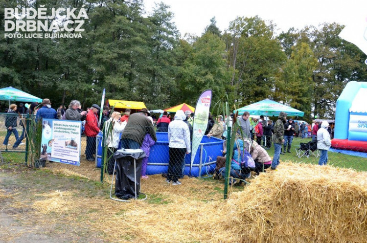 Výlov rybníku Rožmberk