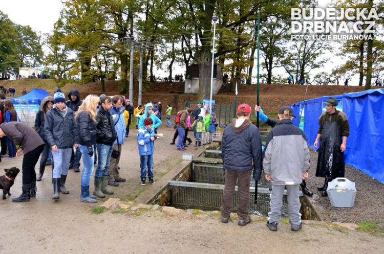 Výlov rybníku Rožmberk