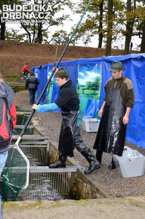 Výlov rybníku Rožmberk