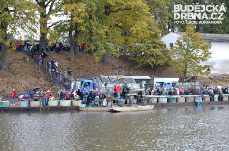 Výlov rybníku Rožmberk