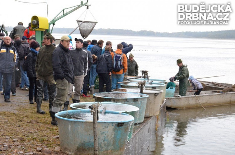Výlov rybníku Rožmberk