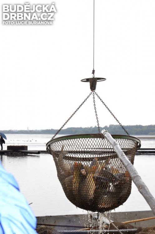 Výlov rybníku Rožmberk