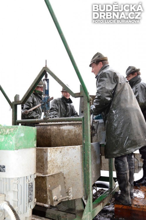 Výlov rybníku Rožmberk