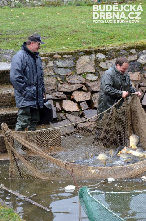 Výlov rybníku Rožmberk
