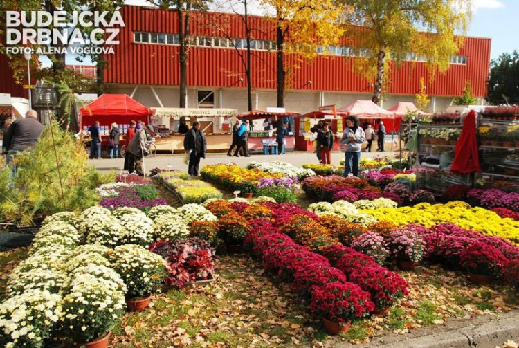 Barevné květy potěšily oko i duši