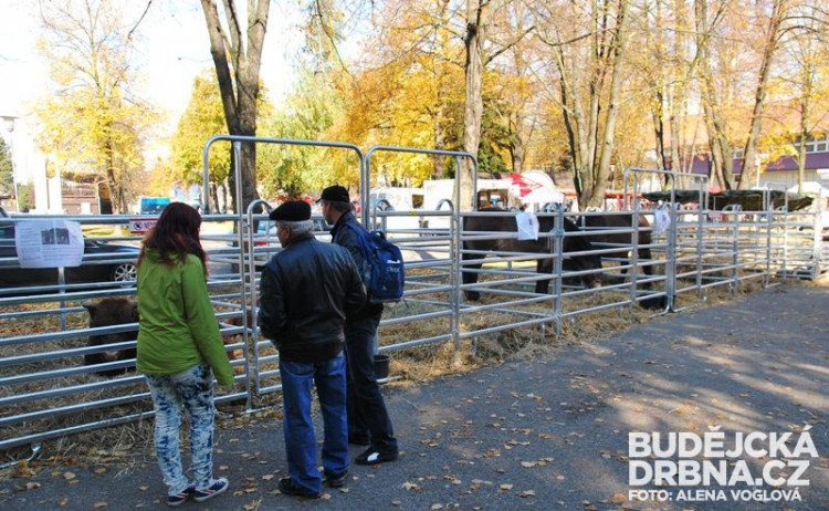 Výstava domácích zvířat