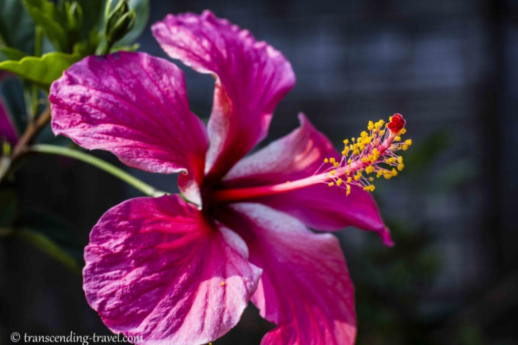 Transcending-Travel.com