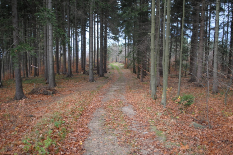 Silnice nemá vést po této cestě, ale víc vlevo lesem