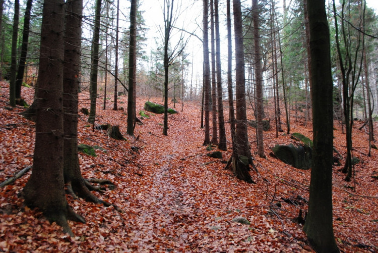 Terén je velice náročný, dostat sem silnici pro náklaďáky bude náročné
