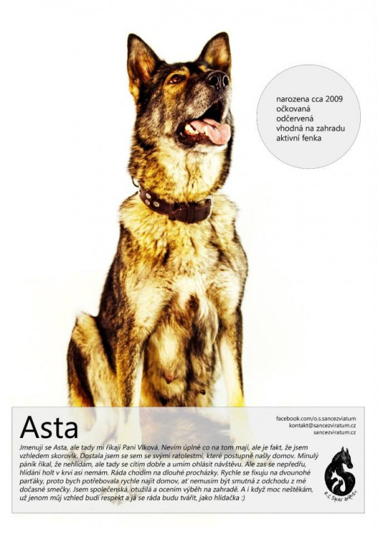 Asta - její minulý pán se jí zbavil, protože špatně hlídala. Sdružení ji přijalo i s jejími štěnaty, ty už se ale podařilo umístit.