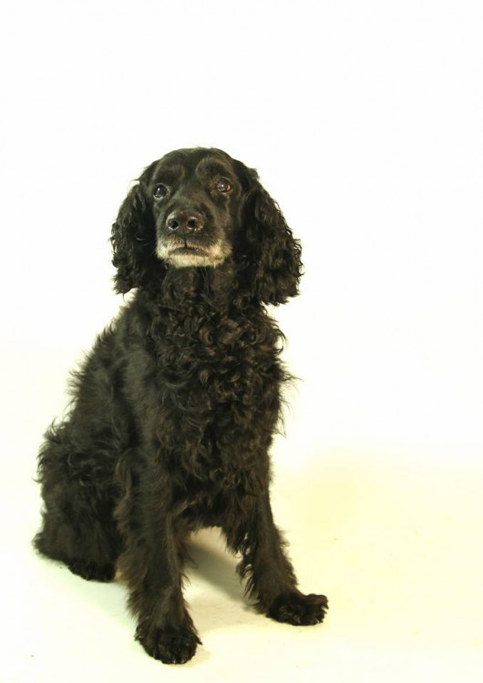 František - Starší pán, co špatně slyší hůř vidí. V útulku se málem utrápil. Má rád společnost, ale také svůj klid a velké změny mu nedělají dobře.