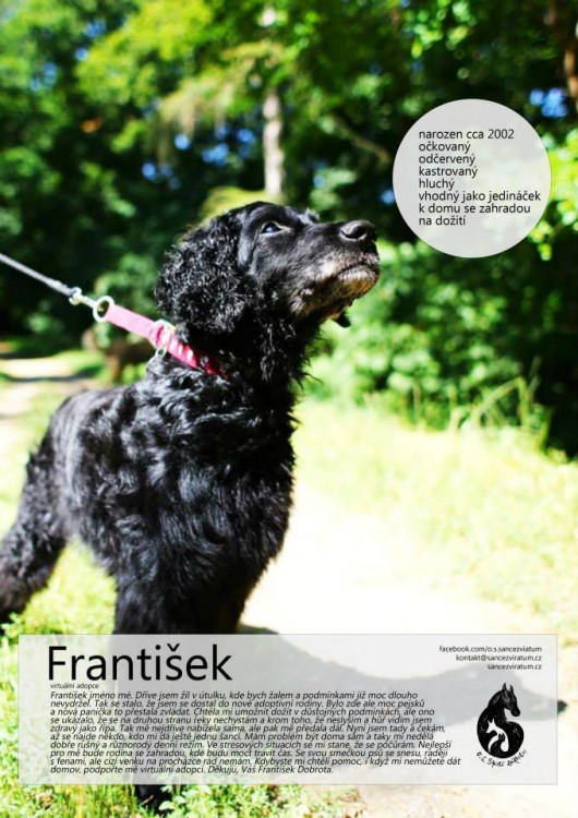 František - Starší pán, co špatně slyší hůř vidí. V útulku se málem utrápil. Má rád společnost, ale také svůj klid a velké změny mu nedělají dobře.