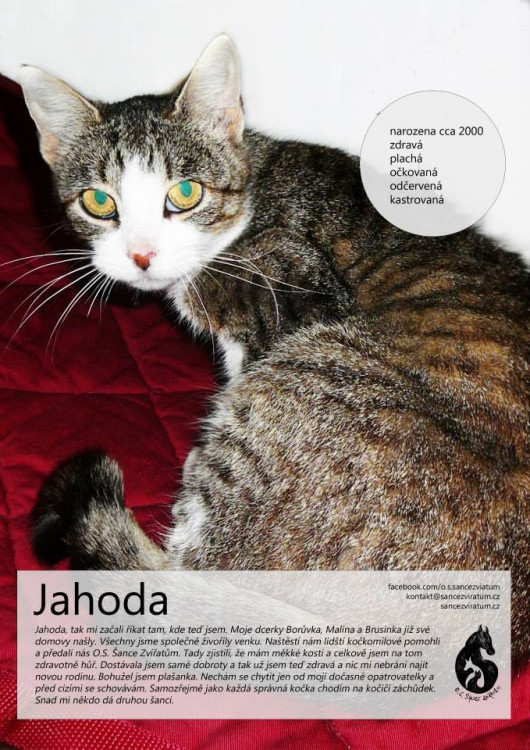 Jahoda - Žila na ulici i se svými mláďaty. K dočaskářovi se dostala nemocná, ale teď už je v pohodě. Je plašanka, ale na nového páníčka si určitě zvykne.