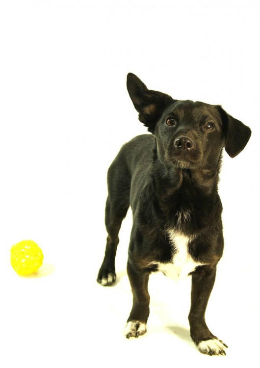 Lojza - Vyhodili ho z auta na rychlostce u Dlouhého mostu. Lojza miluje míček, se kterým se nechal i vyfotit. Nejspíš byl hodně fyzicky trestán a teď se bojí. Potřebuje trpělivého a hodného páníčka.