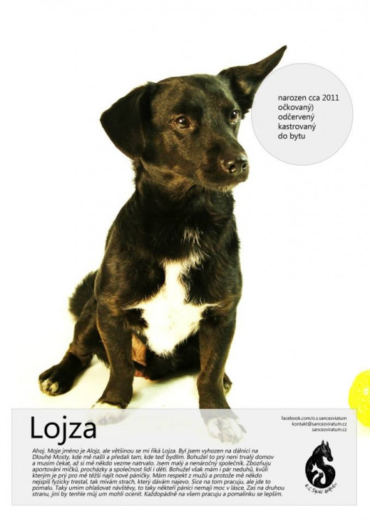 Lojza - Vyhodili ho z auta na rychlostce u Dlouhého mostu. Lojza miluje míček, se kterým se nechal i vyfotit. Nejspíš byl hodně fyzicky trestán a teď se bojí. Potřebuje trpělivého a hodného páníčka.