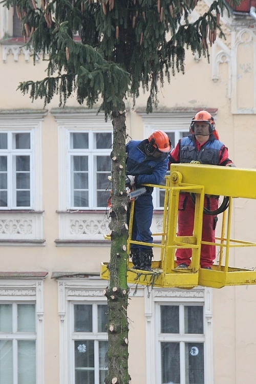 Likvidace vánočního stromu