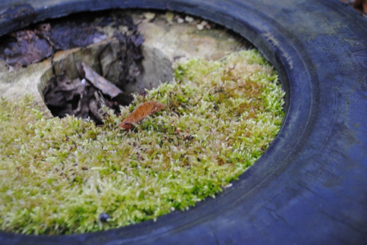 Příroda si dřív nebo později poradí