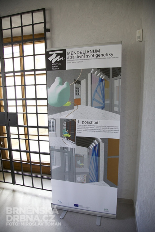 Moravské zemské muzeum představilo chystanou výstavu Mendelianum, foto: Brněnská Drbna, Miroslav Toman
