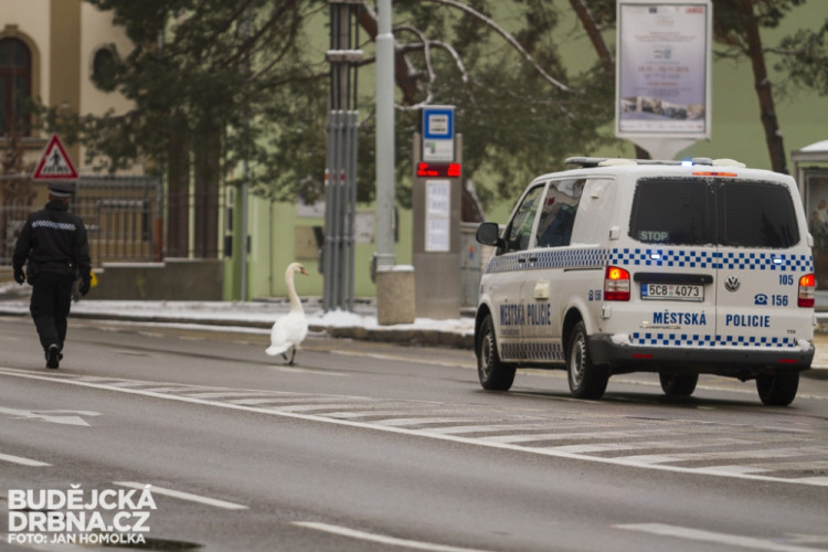 Strážníci naháněli po městě zbloudilou labuť