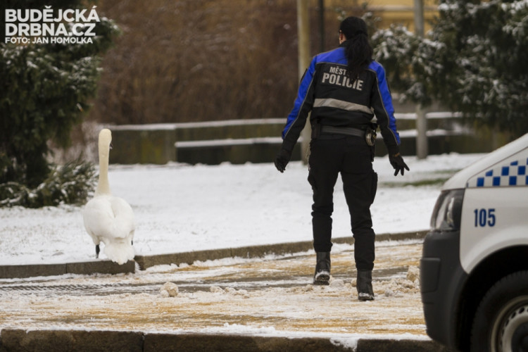 Strážníci naháněli po městě zbloudilou labuť