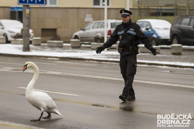 Strážníci naháněli po městě zbloudilou labuť