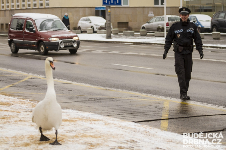 Strážníci naháněli po městě zbloudilou labuť