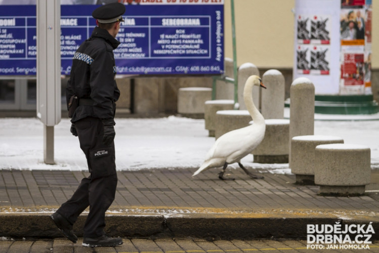 Strážníci naháněli po městě zbloudilou labuť