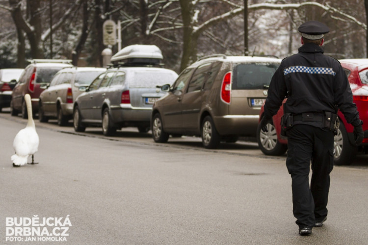 Strážníci naháněli po městě zbloudilou labuť