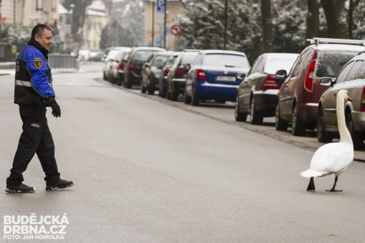Strážníci naháněli po městě zbloudilou labuť
