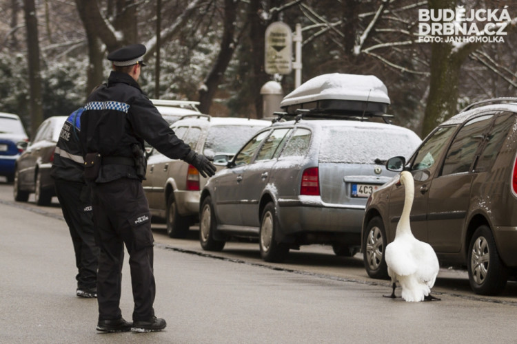 Strážníci naháněli po městě zbloudilou labuť