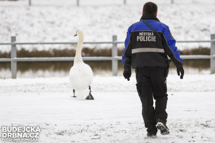 Strážníci naháněli po městě zbloudilou labuť