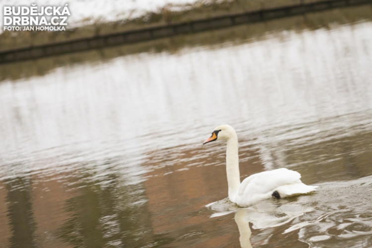Strážníci naháněli po městě zbloudilou labuť