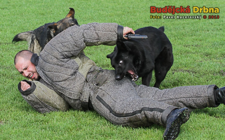 Služební psi nedali ozbrojenému pachateli šanci uniknout
