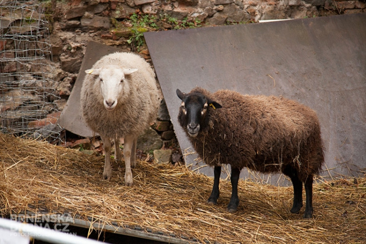 Slavnosti moravského uzeného na hradě Veveří, foto: Brněnská Drbna
