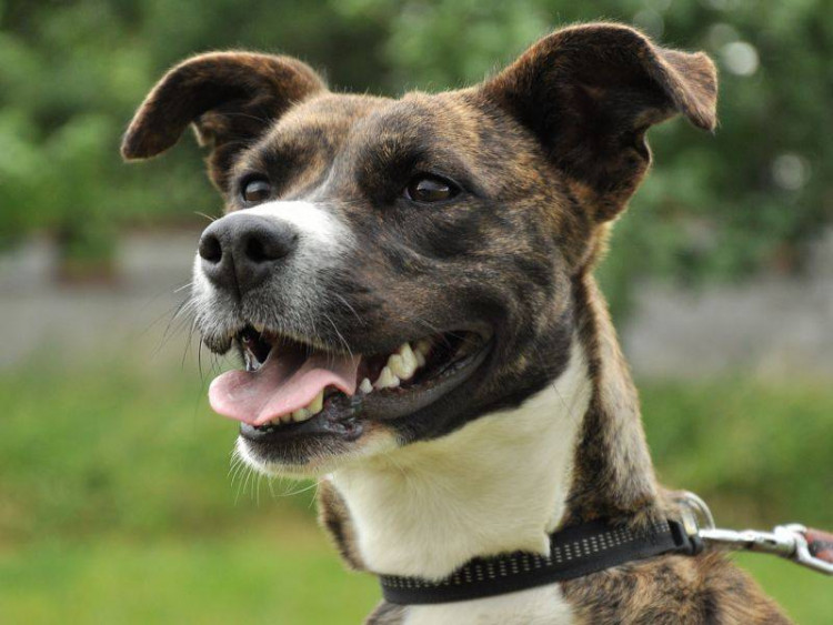 Dvouletá kříženka