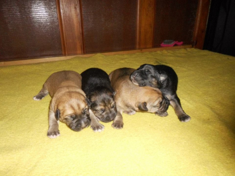 Štěňata k rezervaci