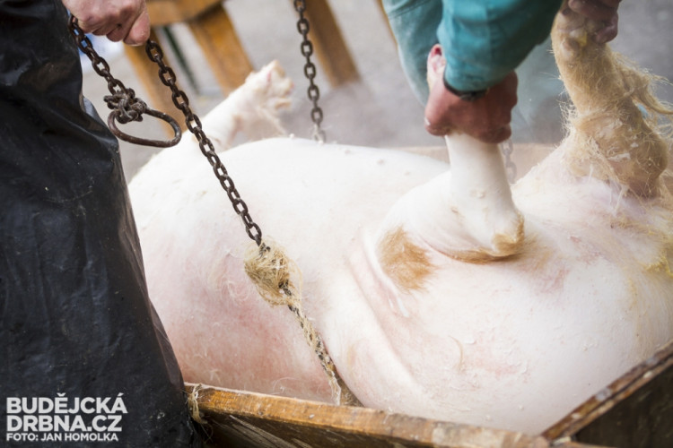 Masopust spojený se zabíjačkou v Boršově nad Vltavou