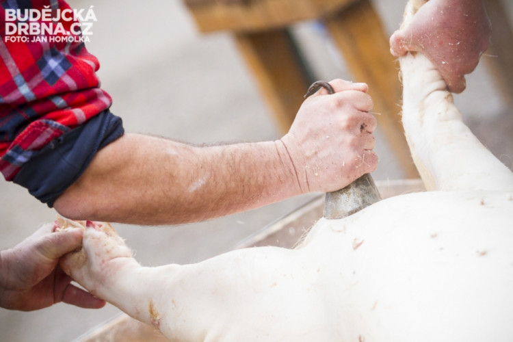 Masopust spojený se zabíjačkou v Boršově nad Vltavou
