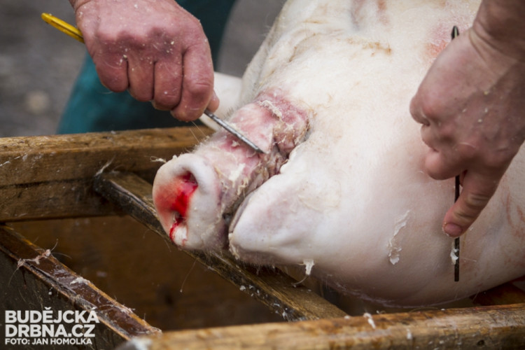 Masopust spojený se zabíjačkou v Boršově nad Vltavou