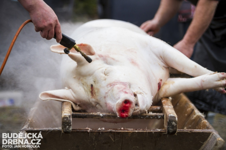 Masopust spojený se zabíjačkou v Boršově nad Vltavou
